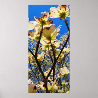 Affiche Dogwood Tree