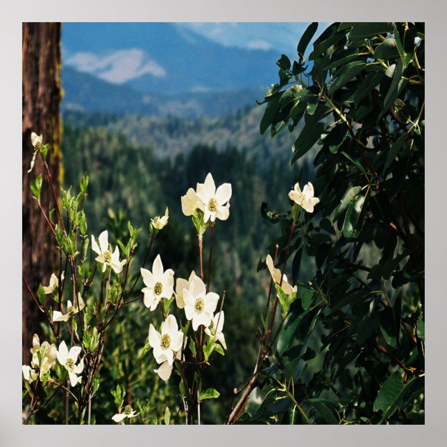 Affiche Dogwood's Blooming..... (Devant)