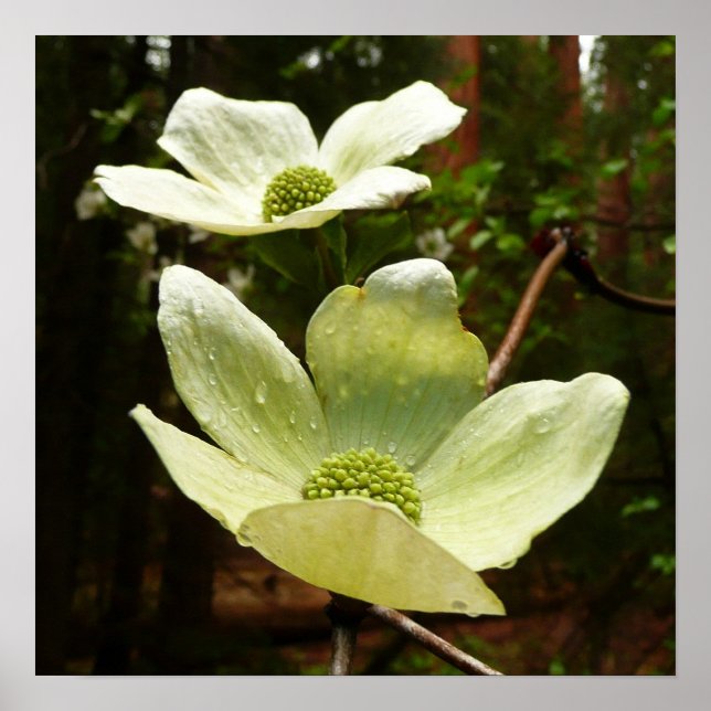 Affiche Dogwoods et séquoias dans le parc national Yosemit (Devant)