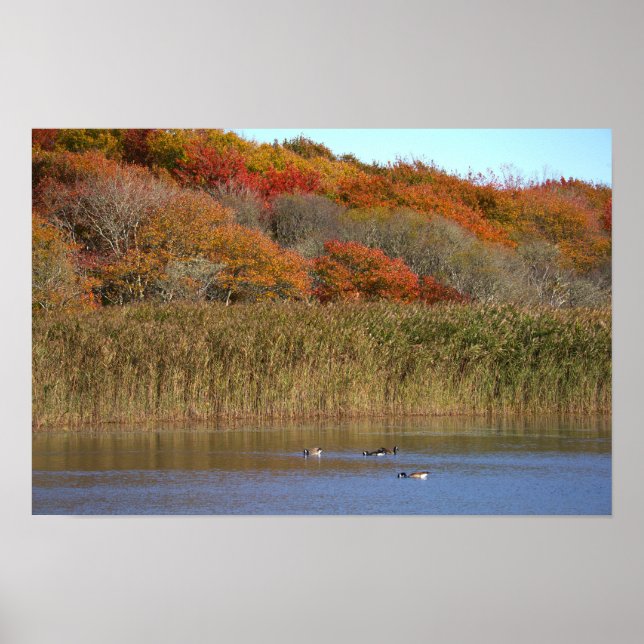 Affiche d'oies avec des arbres d'automne (Devant)