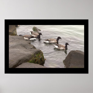 Affiche d'oies Brant dans l'océan