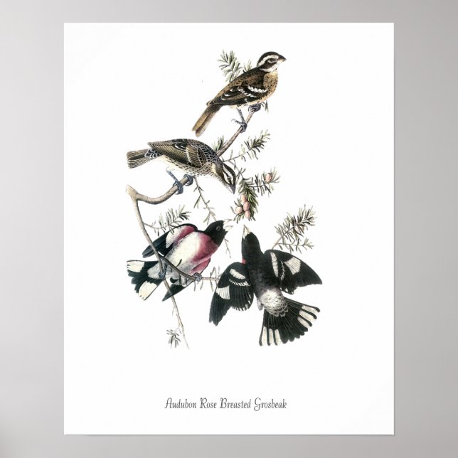 Affiche d'oiseau Grosbec à poitrine rose d'Audubon (Devant)