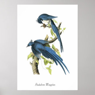 Affiche d'oiseau Magpies d'Audubon