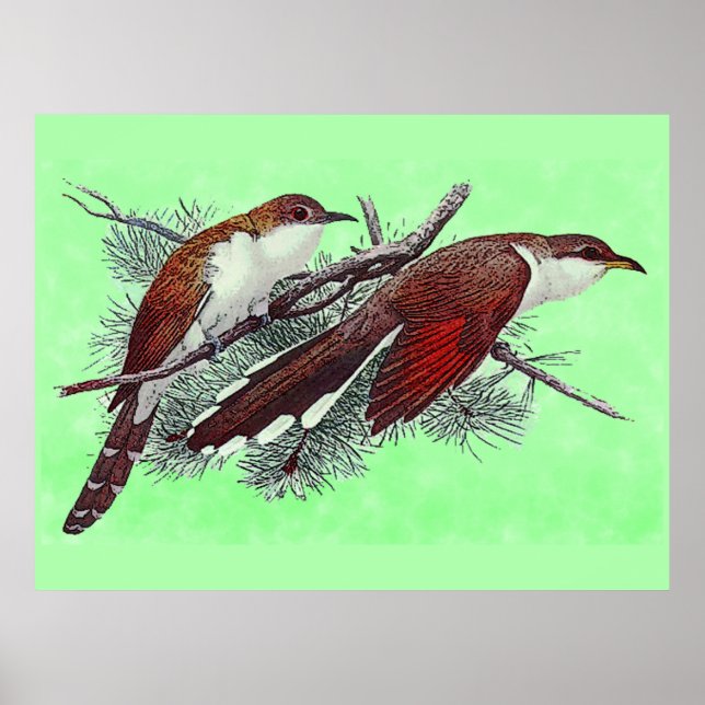 Affiche d'oiseaux coucous à bec noir et jaune (Devant)