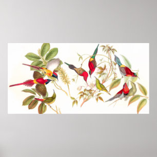 Affiche d'oiseaux de Gould Sunbird