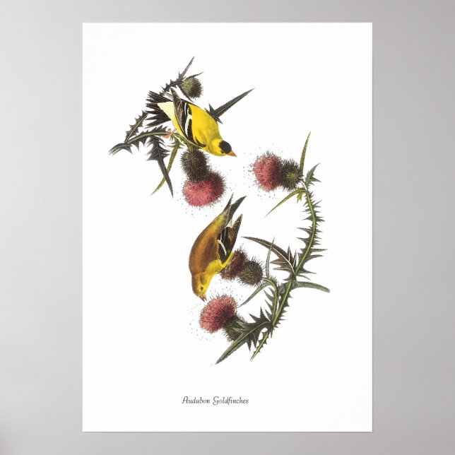 Affiche d'oiseaux Pinsons d'Audubon (Devant)