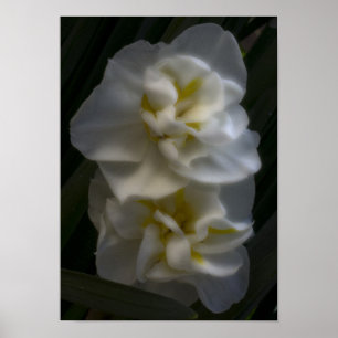 Affiche Doit être un Dream Narcissus Daffodils