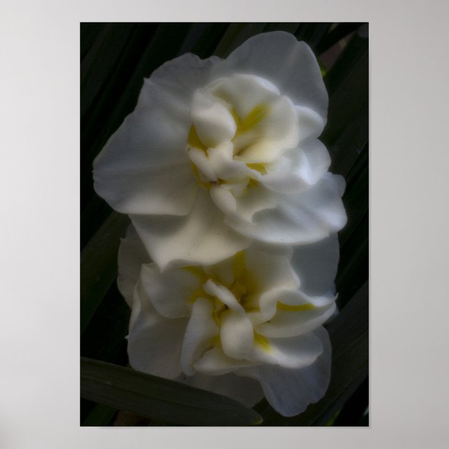 Affiche Doit être un Dream Narcissus Daffodils (Devant)