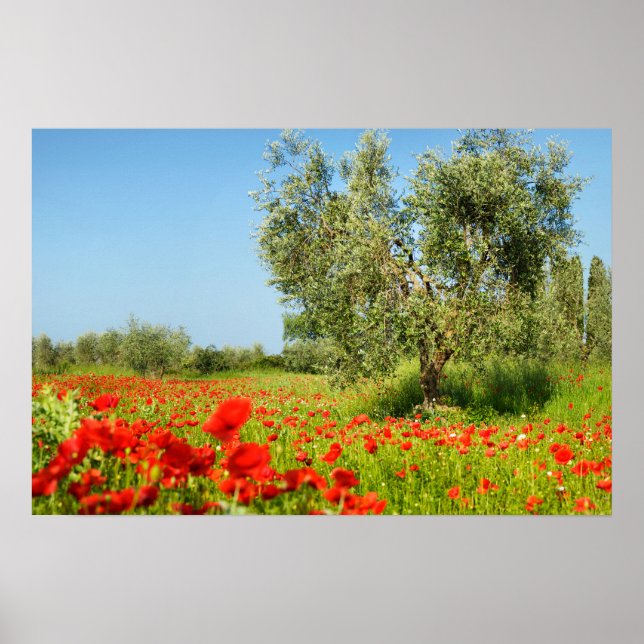 Affiche d'olivier dans un champ de pavots (Devant)