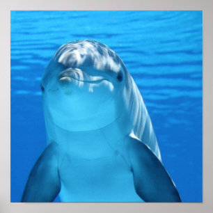 Affiche Dolphin