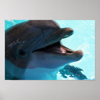 Affiche Dolphin Smiles