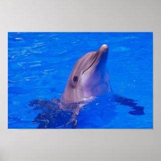 Affiche Dolphin Smiles