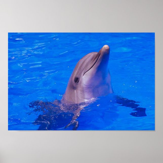 Affiche Dolphin Smiles (Devant)