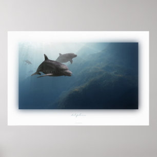 Affiche dolphins