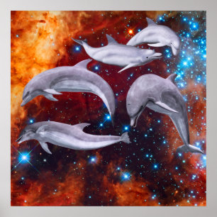 Affiche Dolphins étoilés