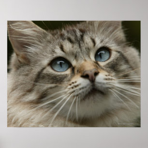 Affiche Domestic cat