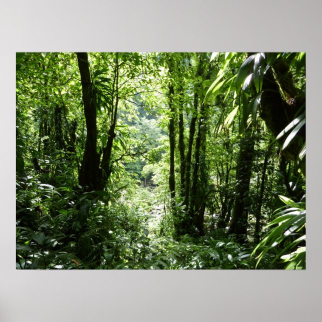 Affiche Dominicain Forêt de pluie II Vert tropical (Devant)