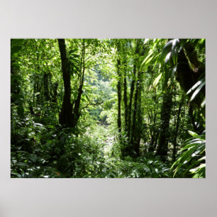 Affiche Dominicain Forêt de pluie II Vert tropical