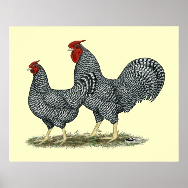 Affiche Dominique Chickens (Devant)