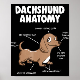 Affiche Don de chien Anatomie Dachshund Funny Weiner