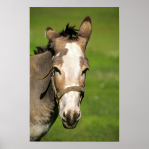 Affiche Donkey