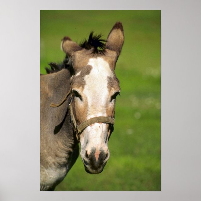 Affiche Donkey (Devant)