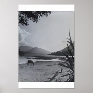 Affiche Donkey on Shoreline, 1960 Achill Island Irlande