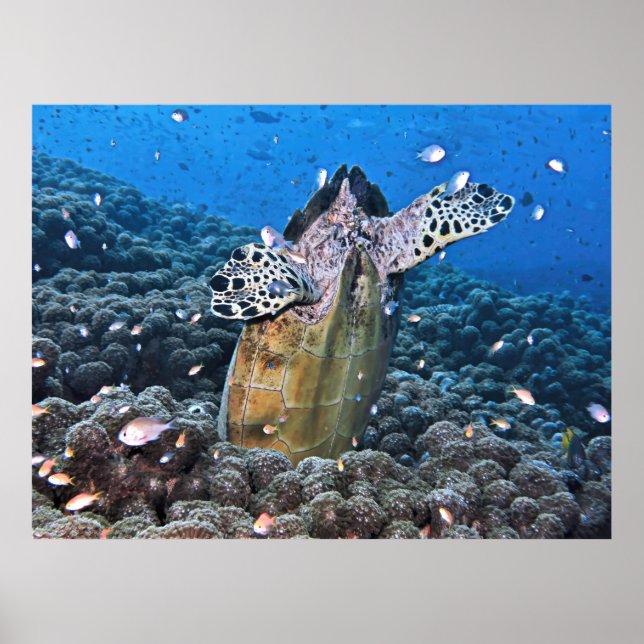 Affiche Doofy Turtle (Devant)