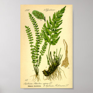Affiche Doradille cheveux-de-Vénus (Asplenium trichomanes)