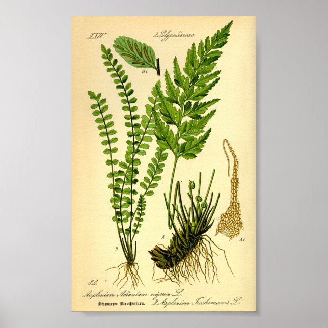 Affiche Doradille cheveux-de-Vénus (Asplenium trichomanes) (Devant)