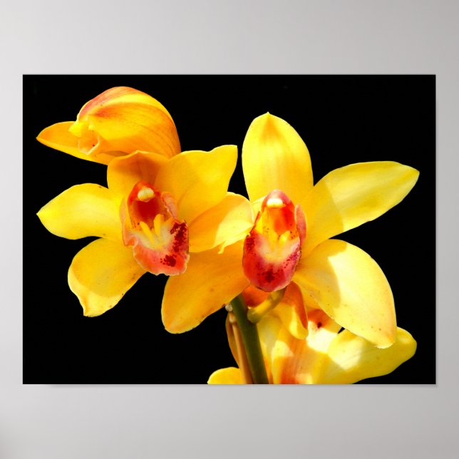 Affiche d'orchidée Cymbidium jaune (Devant)