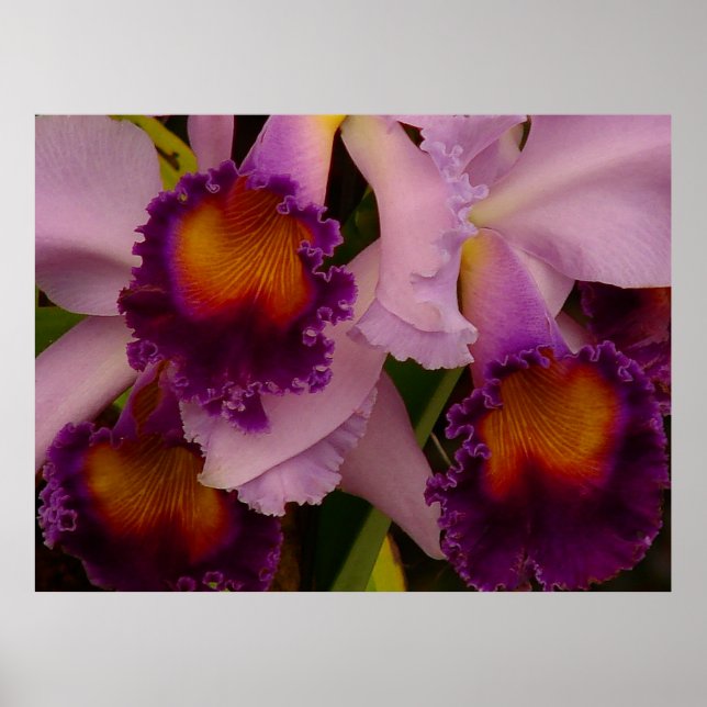 Affiche d'orchidée hybride Cattleya (Devant)