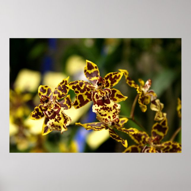 Affiche d'orchidées (Devant)