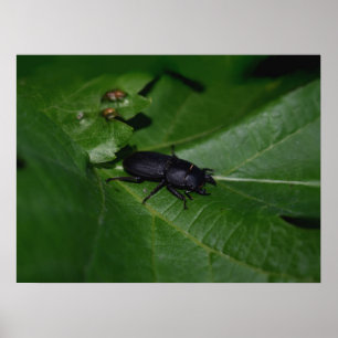 Affiche Dorcus parallelipipedus, le moindre dendroctone du