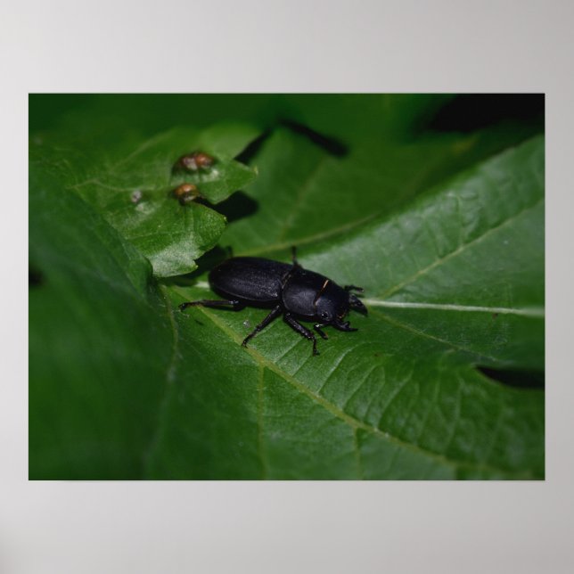 Affiche Dorcus parallelipipedus, le moindre dendroctone du (Devant)