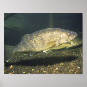 Affiche Doré jaune Nageant Poisson dans Réservoir Petit