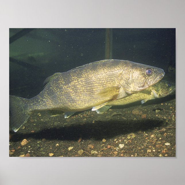 Affiche Doré jaune Nageant Poisson dans Réservoir Petit (Devant)
