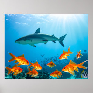 Affiche Dorée parmi les requins