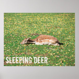 Affiche Dormir Cerf en hibernation en automne sur les prés