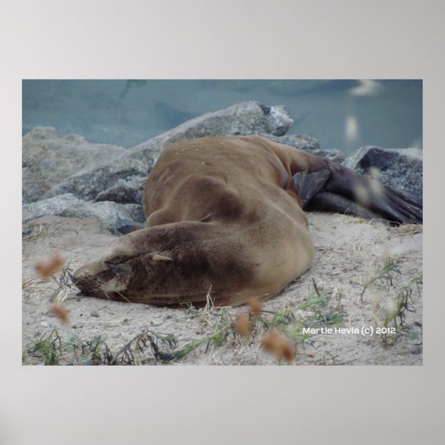 Affiche Dormir sur les rochers (Devant)