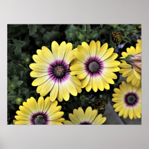 Affiche d'Osteospermum observée par bleu de