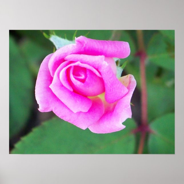 Affiche Double bouton (rose) (Devant)