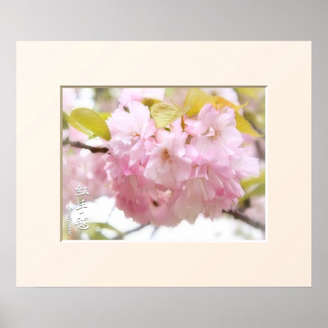 Affiche Double Cherry Blossom : Benitemari ポ ス タ ー (Devant)