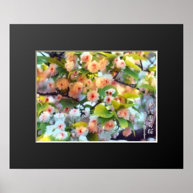 Affiche Double Cherry Blossom: Kenrokuen-kikuzakura (Devant)