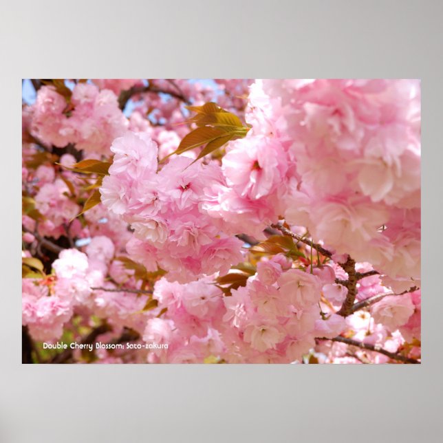 Affiche Double floraison de cerisier (Devant)