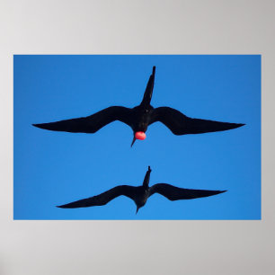 Affiche Double Frégate