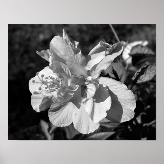 Affiche Double Hibiscus noir et blanc (Devant)