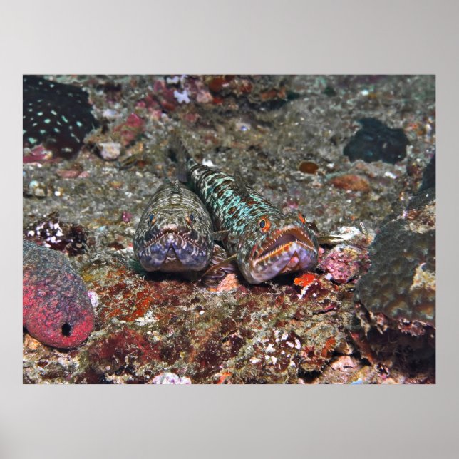 Affiche Double Lizard (Devant)