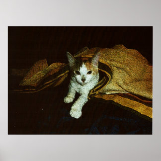 Affiche Douce comme un petit chat