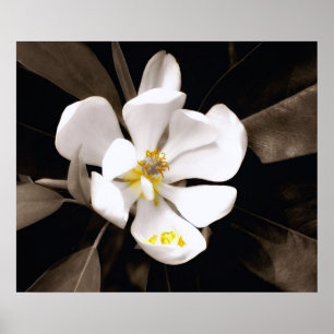 Affiche douce de magnolia